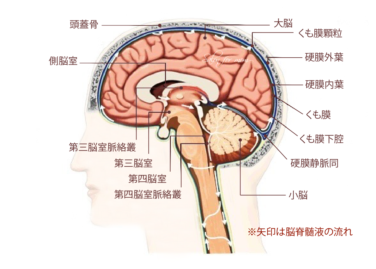 脳脊髄液の流れ